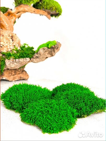 Стабилизированный мох ковер ягель кочка