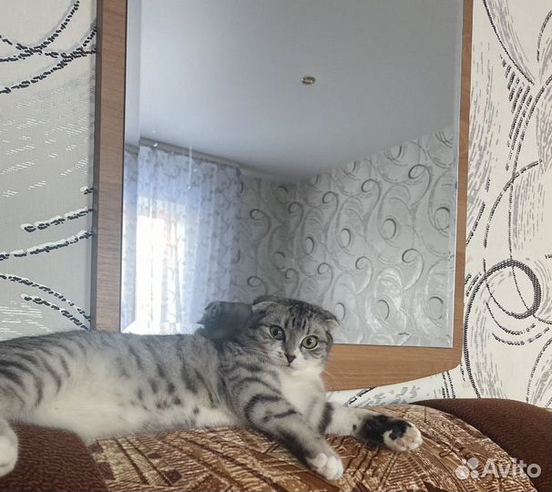 Шотландский вислоухий котёнок