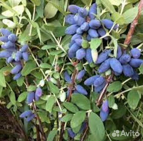 Жимолость съедобная /Саженцы жимолости купить в Санкт-Петербурге ...
