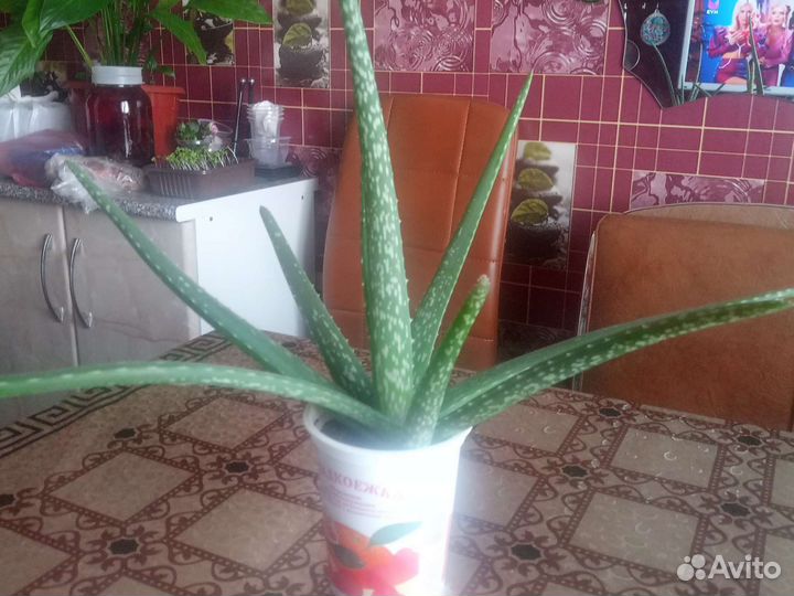 Алоэ вера