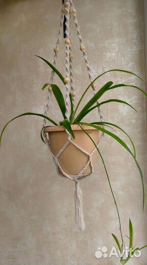 Кашпо для цветов, хлорофитум