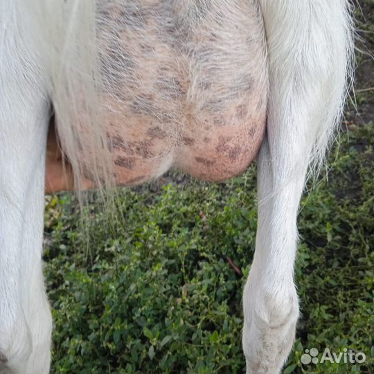 Зааненские козы