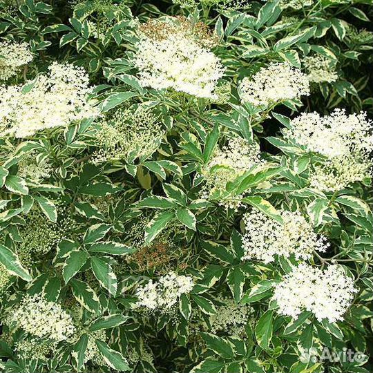 Декоративные кустарники