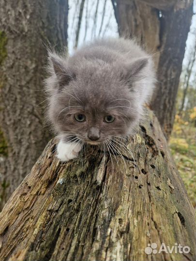 Дизайнерский котенок, мальчик девочка