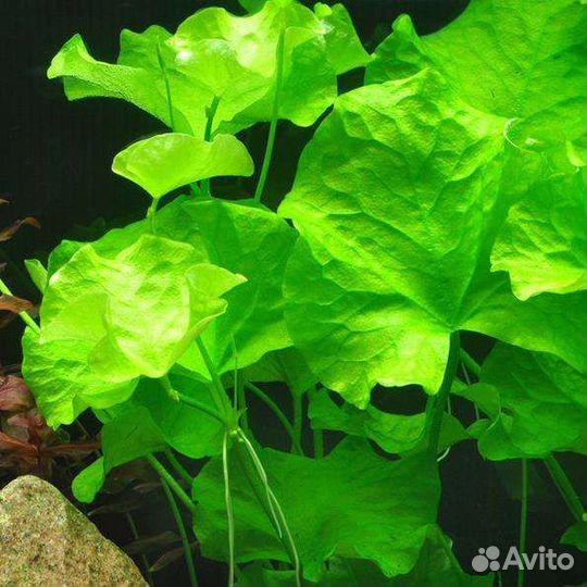 Растения для аквариума