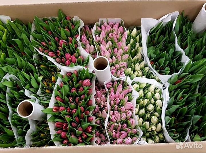 Тюльпаны оптом от производителя