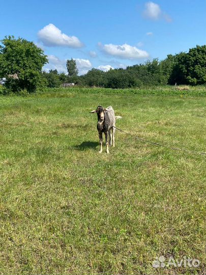 Козёл на племя заанской породы
