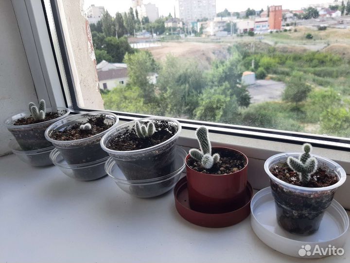 Опунция Микродазис Альбата