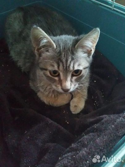 Кошки