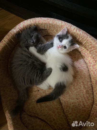 Котята бесплатно