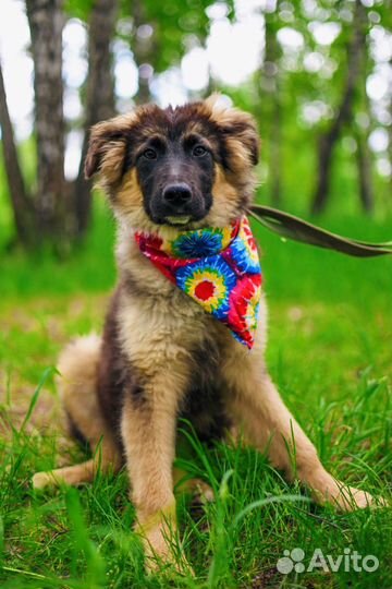 Очаровательный щенок из приюта ищет родитеоей