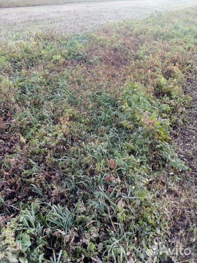 Продам сенаж