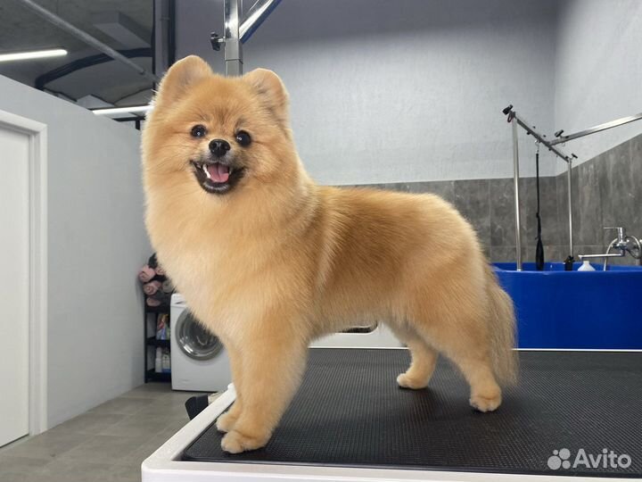 Груминг (стрижка, вычесывание, тримминг) собак