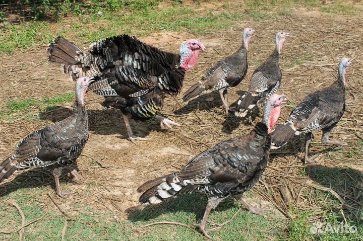 Домашняя птица