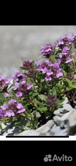 Тимьян цитрусовый