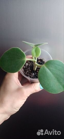 Монстера,кадинанта,абутилон и др