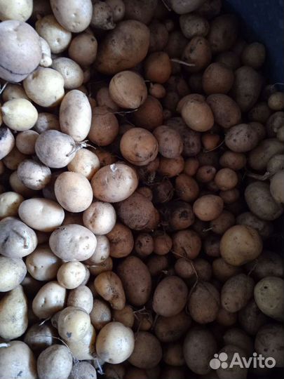 Картофель мелкий, для скота