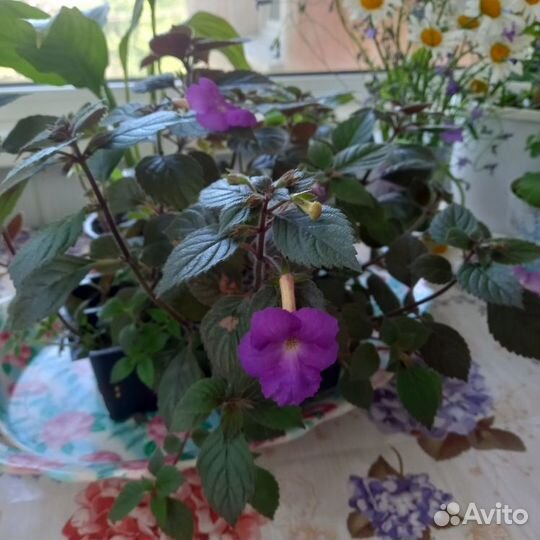 Продам Ахименесы (ассорти), ризомы