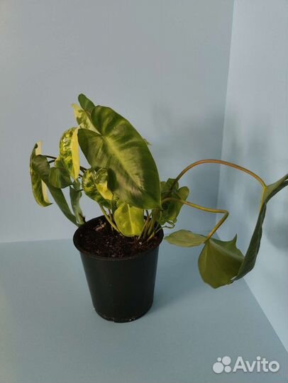 Филодендрон бурле макс вариегатный