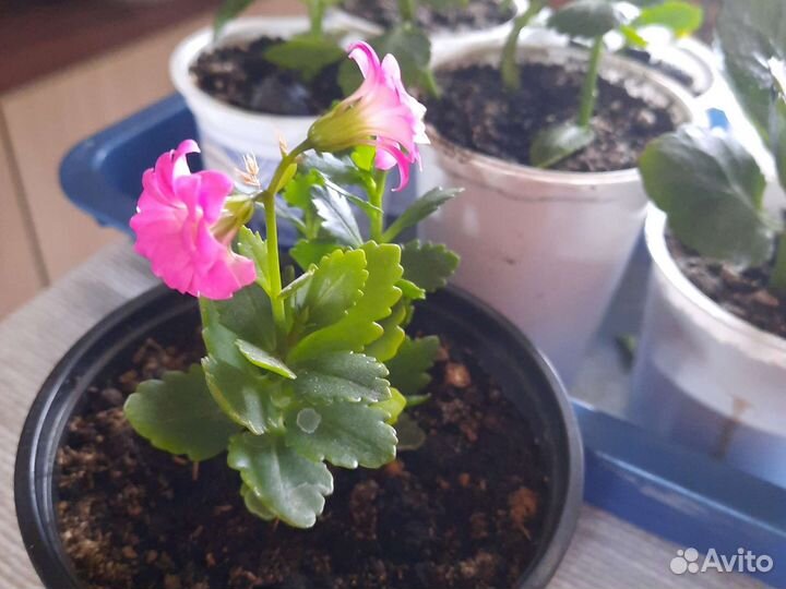 Каланхоэ цветущий, алоэ