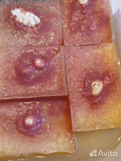 Аулофорус.Нематода,инфузория