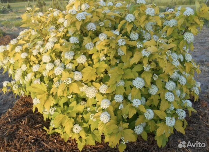 Кустарники для сада