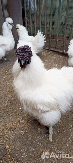 Китайские шелковые Аборигены