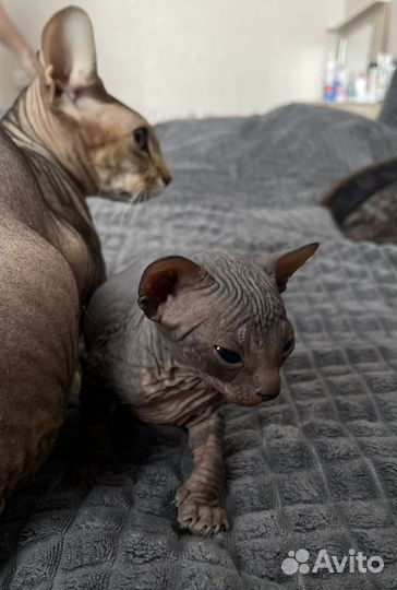 Котята сфинкс