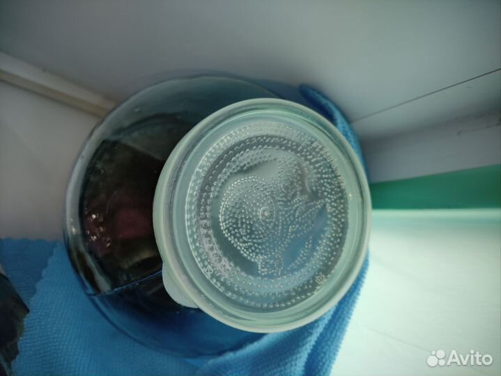 Чайный гриб комбуча. Морской индийский рис