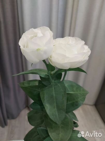 Эустома(Лизиантус) рассада