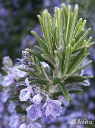 Розмарин рассада в горшке огород на подоконнике