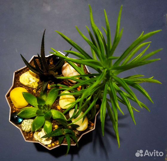 Суккуленты. Мини садик