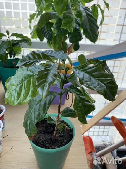 Кофе арабика растение