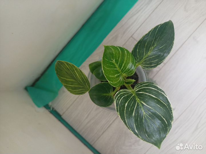 Комнатные растения