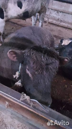 Бараны, овцы, ягнята