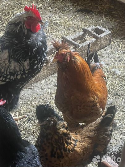 Петух порода Виандот