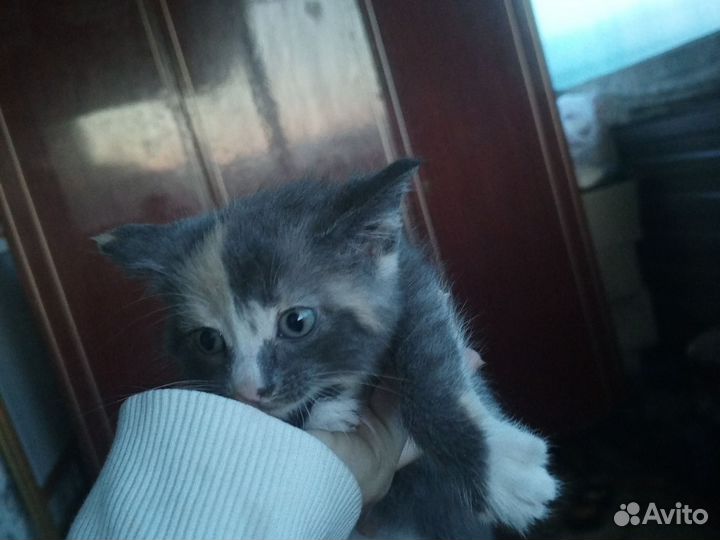 Кошки в добрые руки