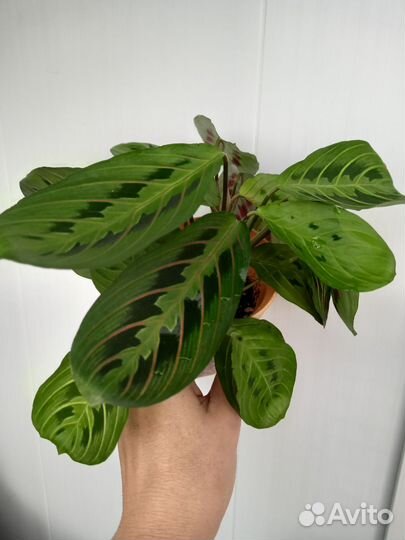 Комнатные цветы