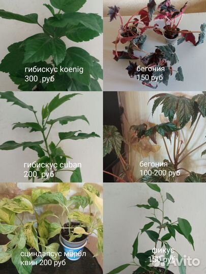 Комнатные цветы