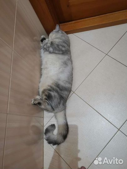 Кот на новоселье