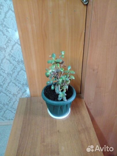 Эухарис амазонская лилия