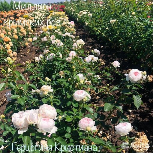 Розы флорибунда Лаваглут, Герцогиня Кристиана