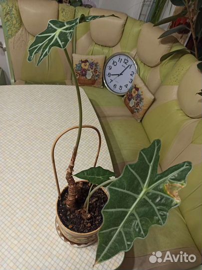 Алоказия Amazonica