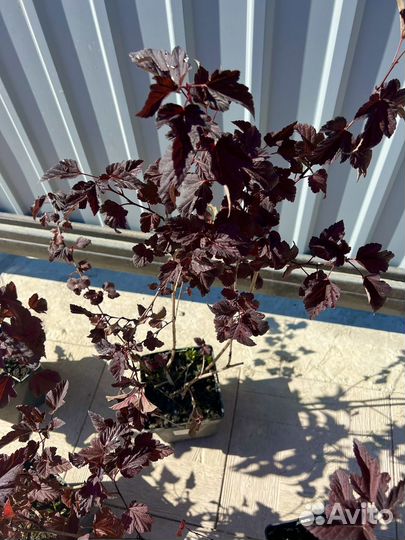 Пузыреплодник калинолистный Center Glow