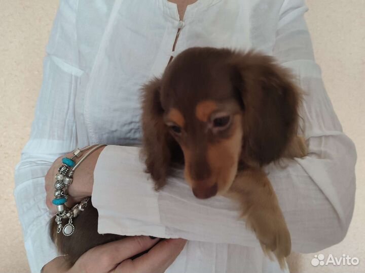 Длинношерстная миниатюрная такса