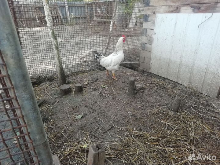 Куры петухи