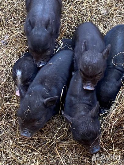 Вьетнамские вислобрюхие поросята