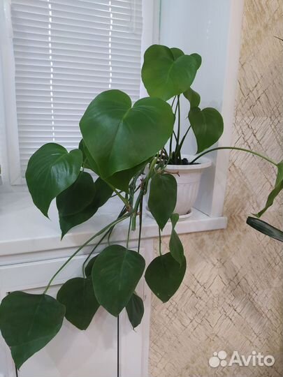 Комнатные растения