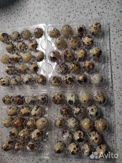 Перепела инкубационное яйцо