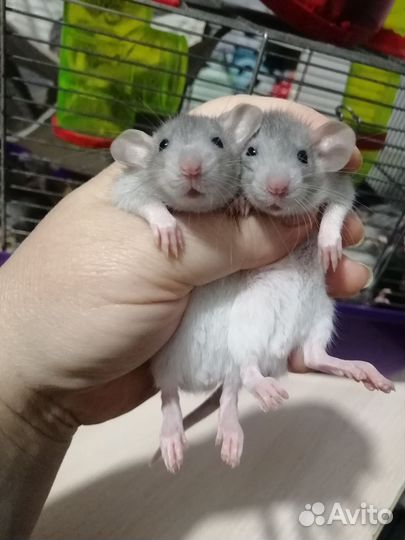Крыса крысята дамбо рекс